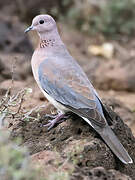 Laughing Dove