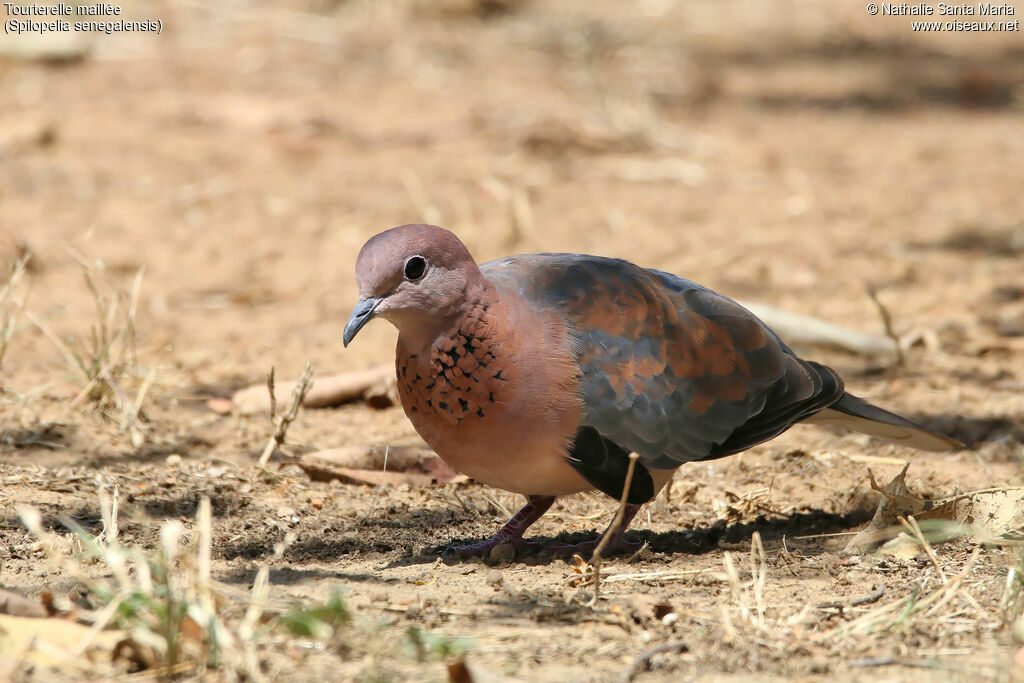 Laughing Doveadult, identification, habitat, walking