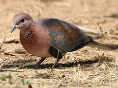 Laughing Dove