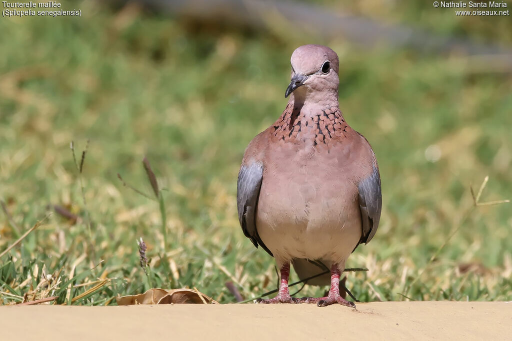 Laughing Doveadult, identification, habitat