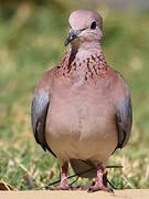 Laughing Dove