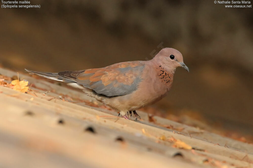 Laughing Doveadult, identification