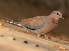 Laughing Dove