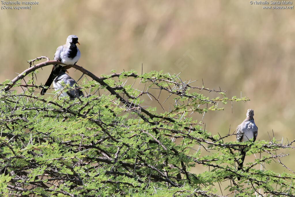 Namaqua Dove male adult, identification, habitat