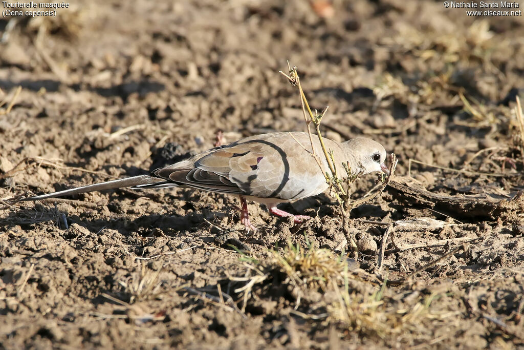 Namaqua Dove female adult, identification, habitat, walking