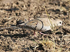 Namaqua Dove