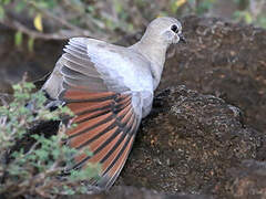 Namaqua Dove