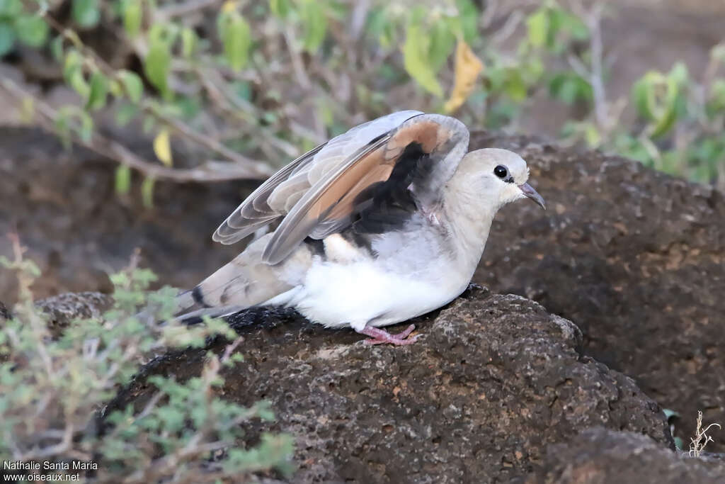 Namaqua Dove female adult