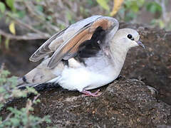 Namaqua Dove