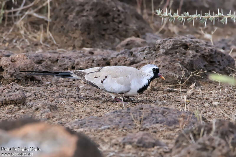 Namaqua Dove male adult, identification, walking, fishing/hunting