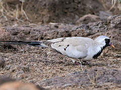 Namaqua Dove