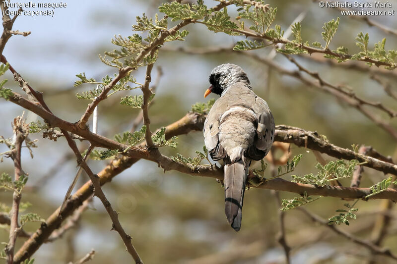 Namaqua Dove male adult, identification, habitat