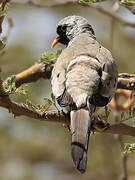 Namaqua Dove