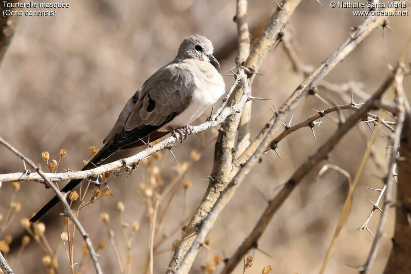 Namaqua Dove female adult, identification, habitat