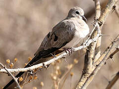 Namaqua Dove