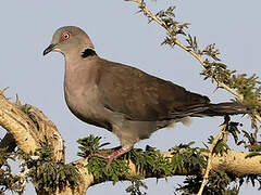 Mourning Collared Dove