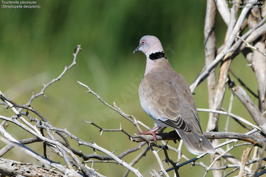 Mourning Collared Doveadult, identification, habitat