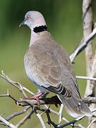 Mourning Collared Dove