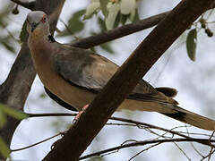 Mourning Collared Dove