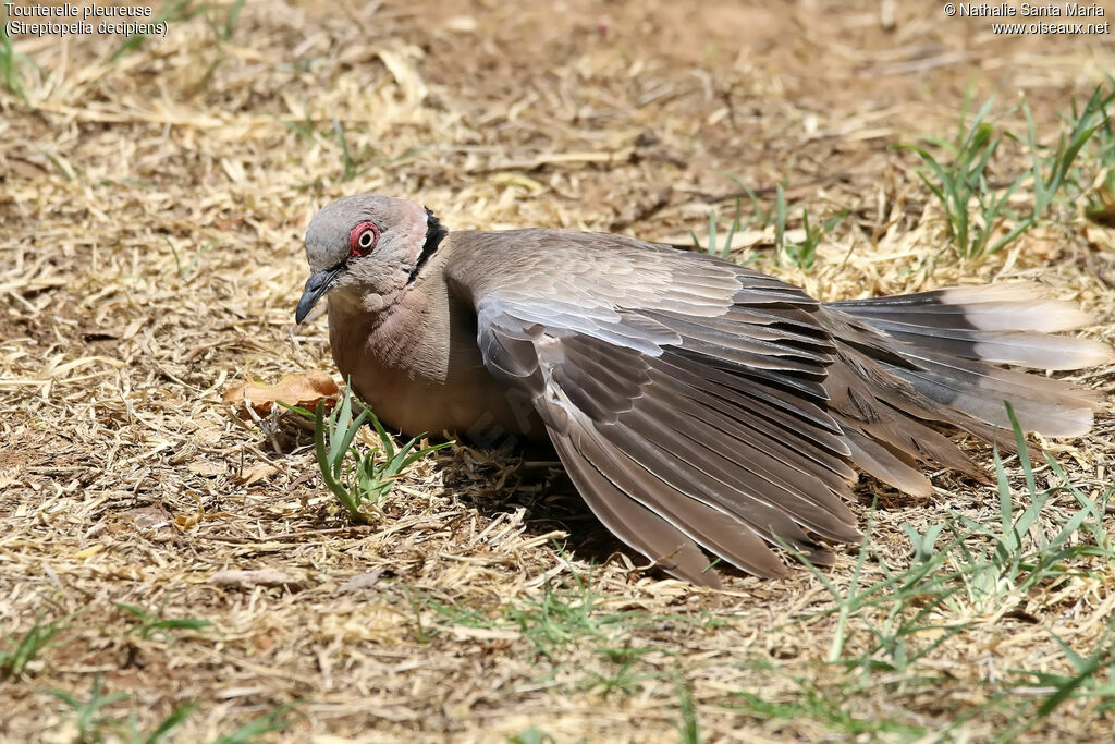 Mourning Collared Doveadult, identification, care