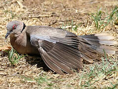 Mourning Collared Dove