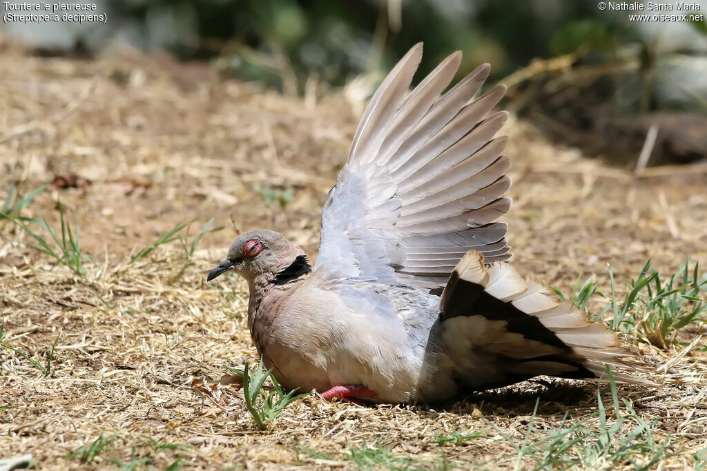 Mourning Collared Doveadult, identification, care