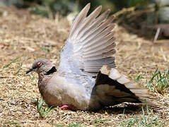 Mourning Collared Dove