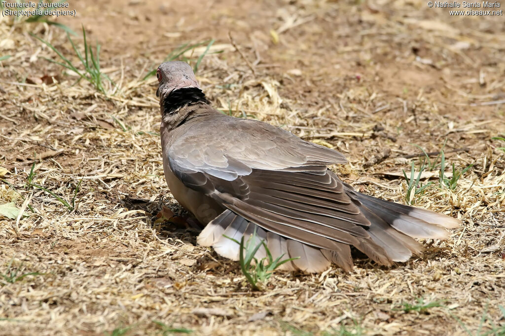 Mourning Collared Doveadult, identification, care