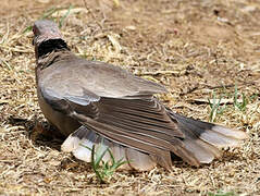 Mourning Collared Dove