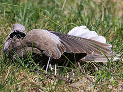 Mourning Collared Dove