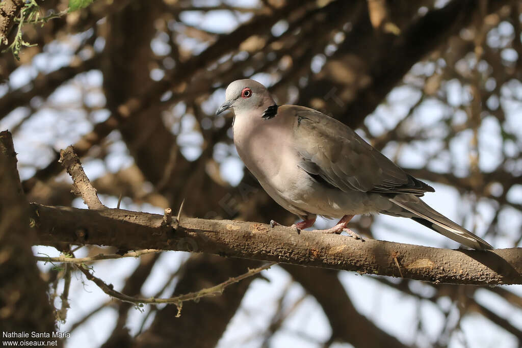 Mourning Collared Doveadult, identification