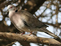 Mourning Collared Dove