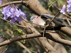 Mourning Collared Dove