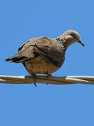 Spotted Dove