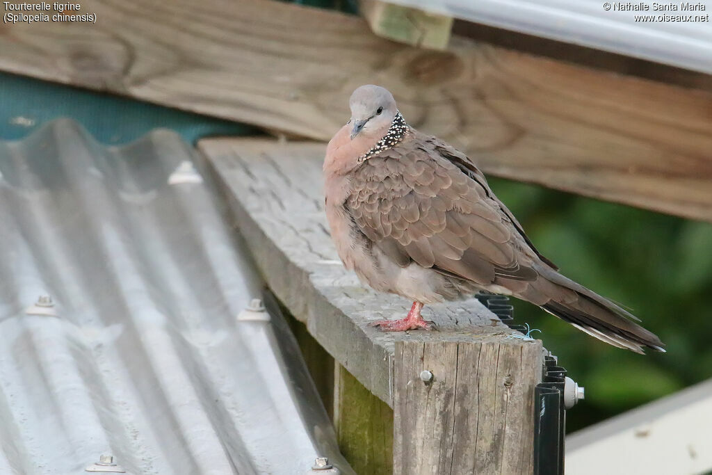 Spotted Doveadult, habitat