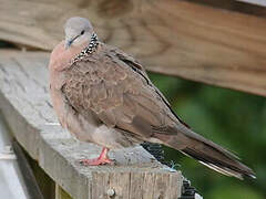 Spotted Dove