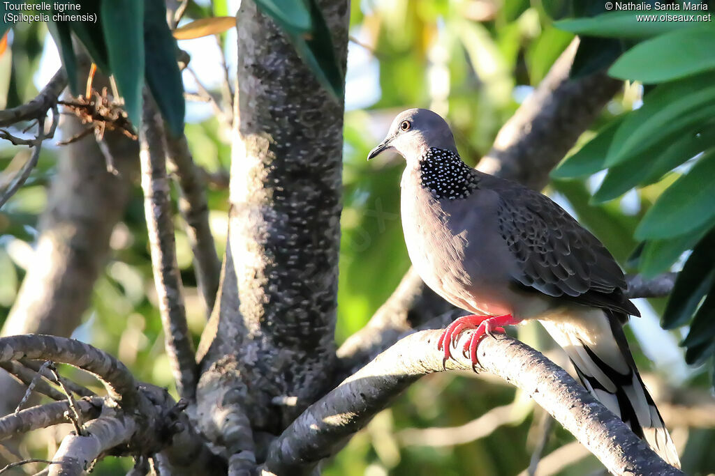 Spotted Doveadult, identification