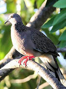 Spotted Dove