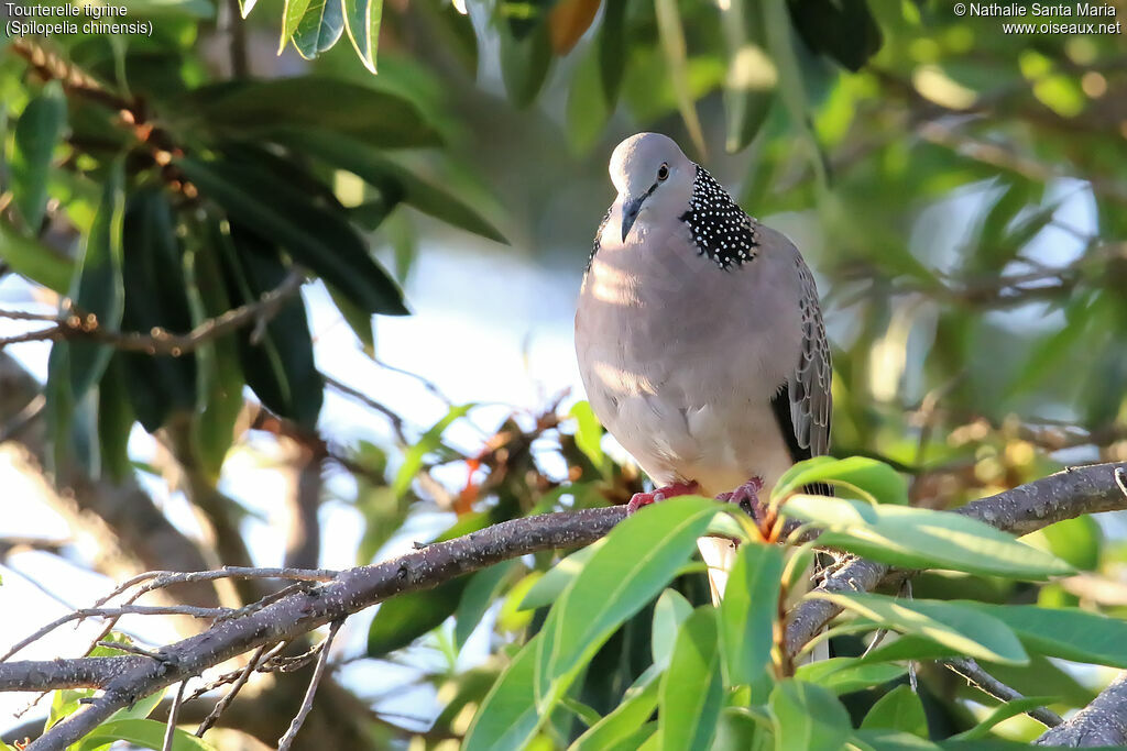 Spotted Doveadult, identification