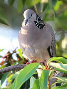 Spotted Dove