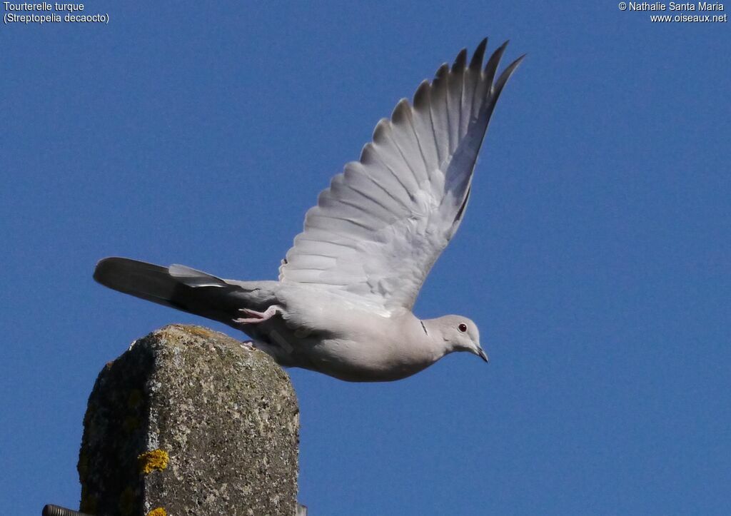 Eurasian Collared Doveadult, Flight