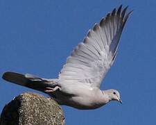 Eurasian Collared Dove