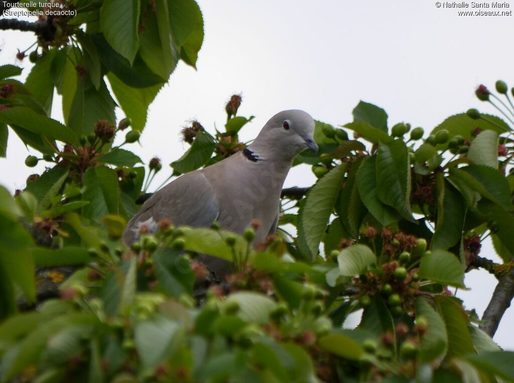 Eurasian Collared Doveadult, feeding habits