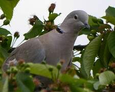 Eurasian Collared Dove