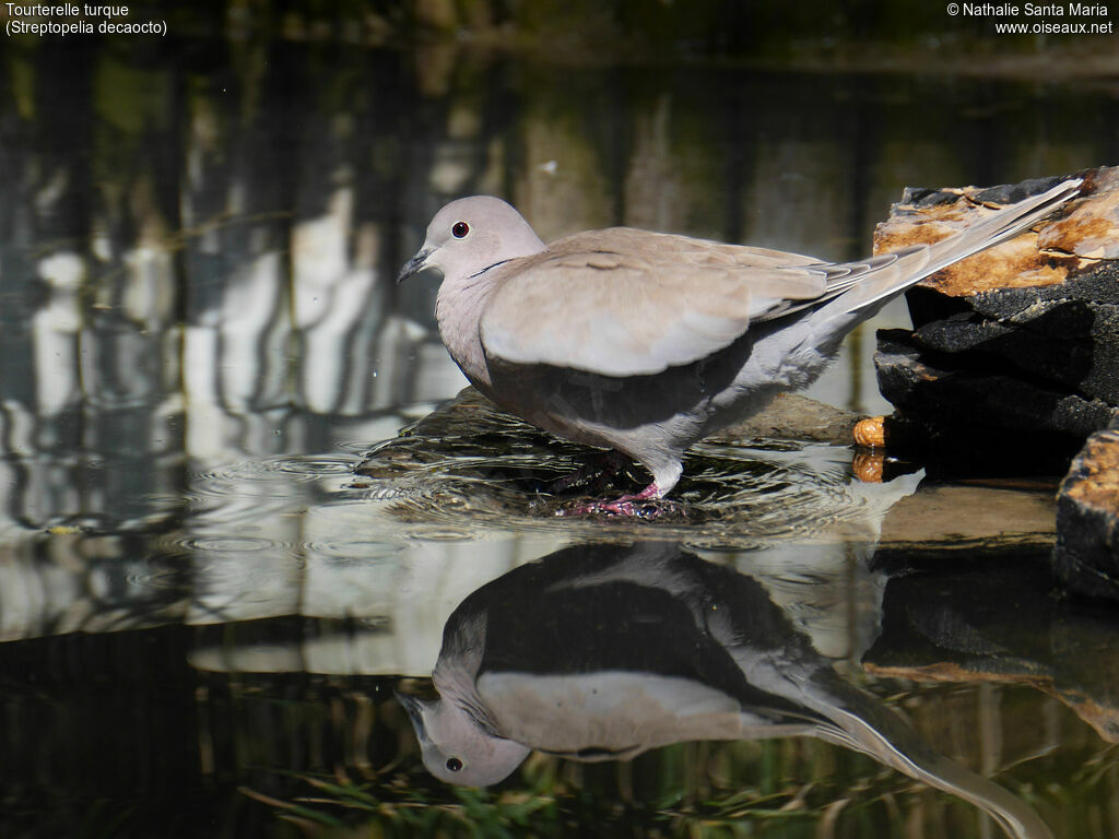 Eurasian Collared Doveadult, identification, walking