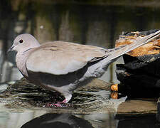 Eurasian Collared Dove