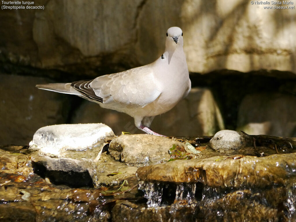 Eurasian Collared Doveadult, identification, walking