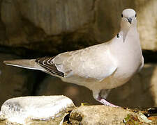 Eurasian Collared Dove