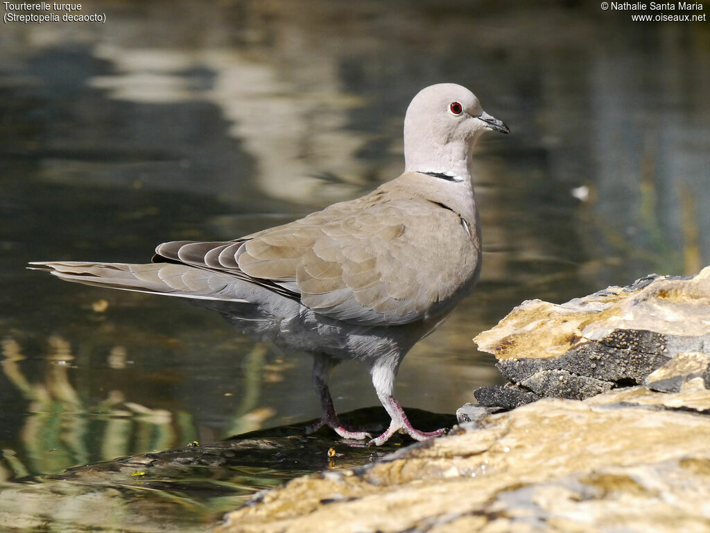 Eurasian Collared Doveadult