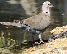 Eurasian Collared Dove